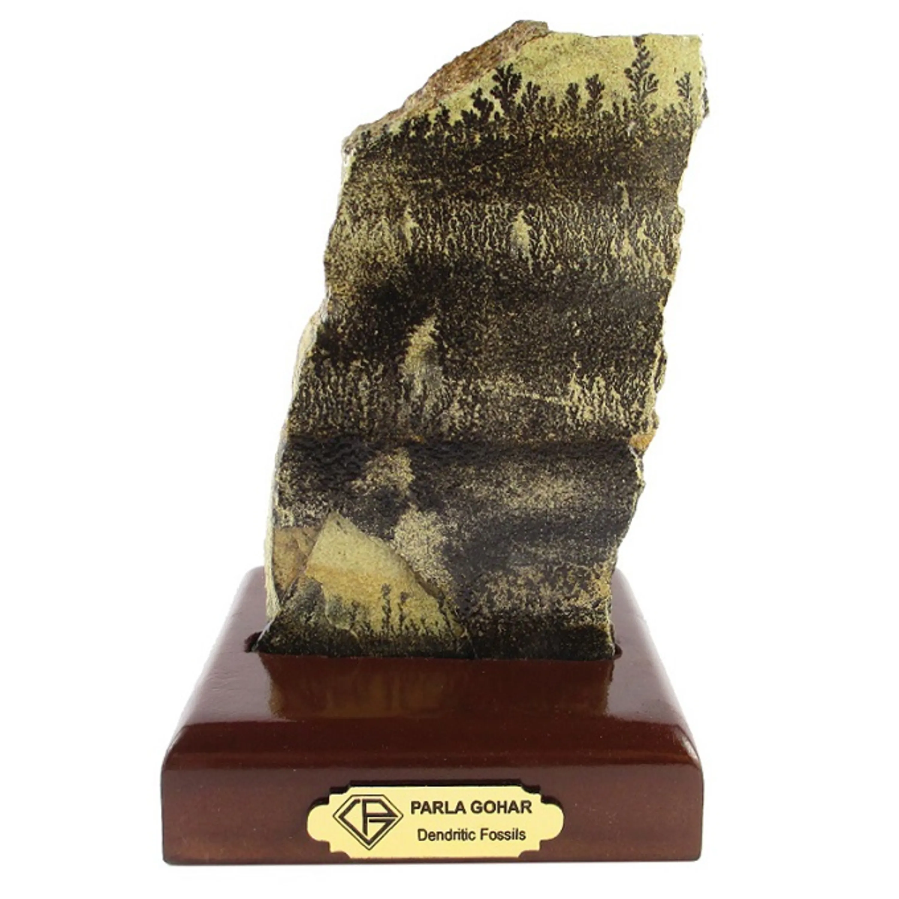 سنگ راف شجر فسیلی